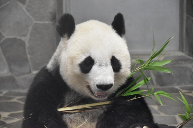 神戸 王子動物園のパンダ タンタン がもうすぐ中国に帰っちゃう