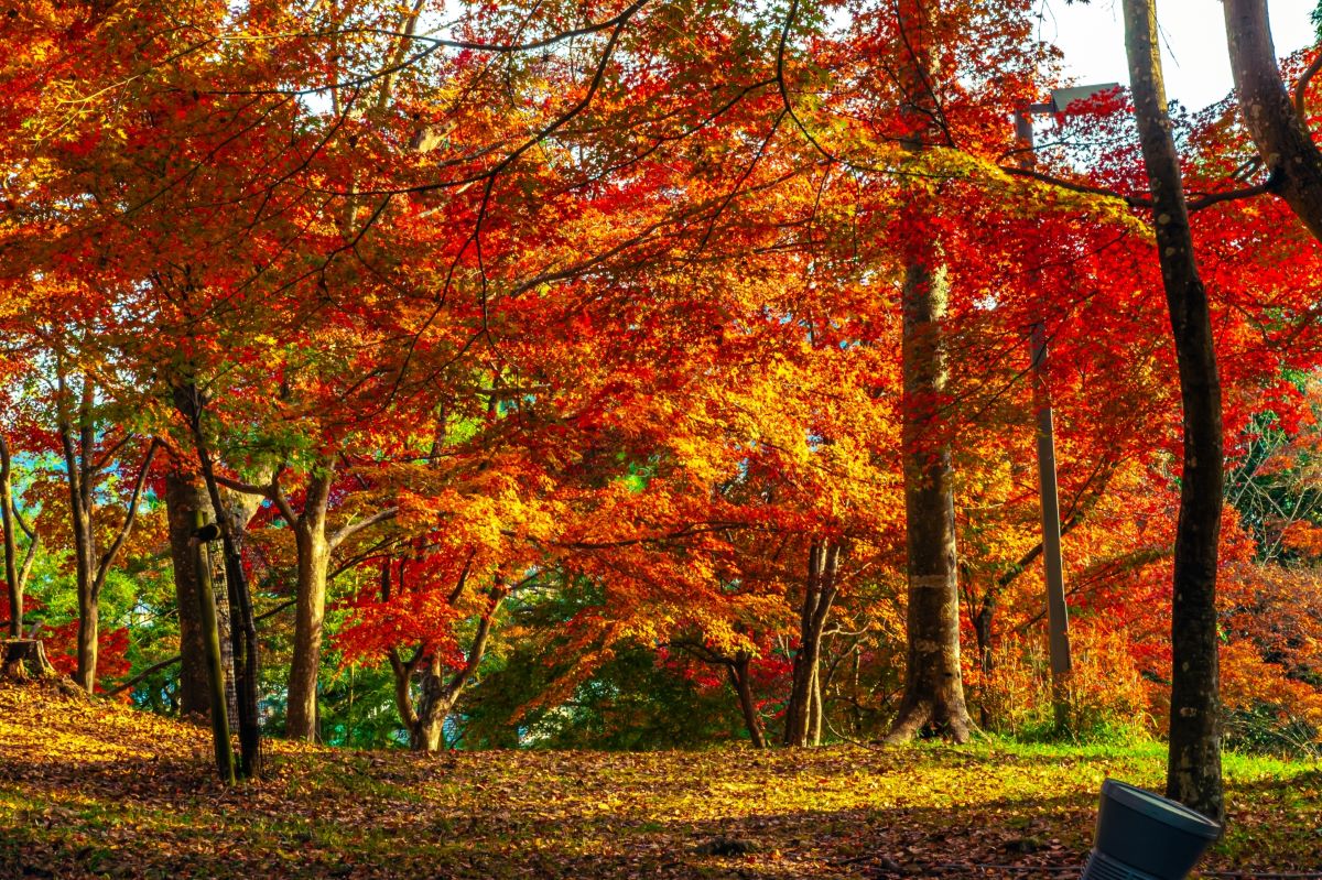 兵庫 宍粟の最上山公園の駐車場と紅葉の見頃はいつ 山全体が燃えるように美しく染まる